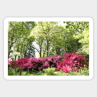 Colourful Woodland Sticker